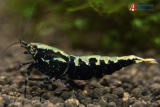 Black Galaxy Fishbone, high grade Garnele